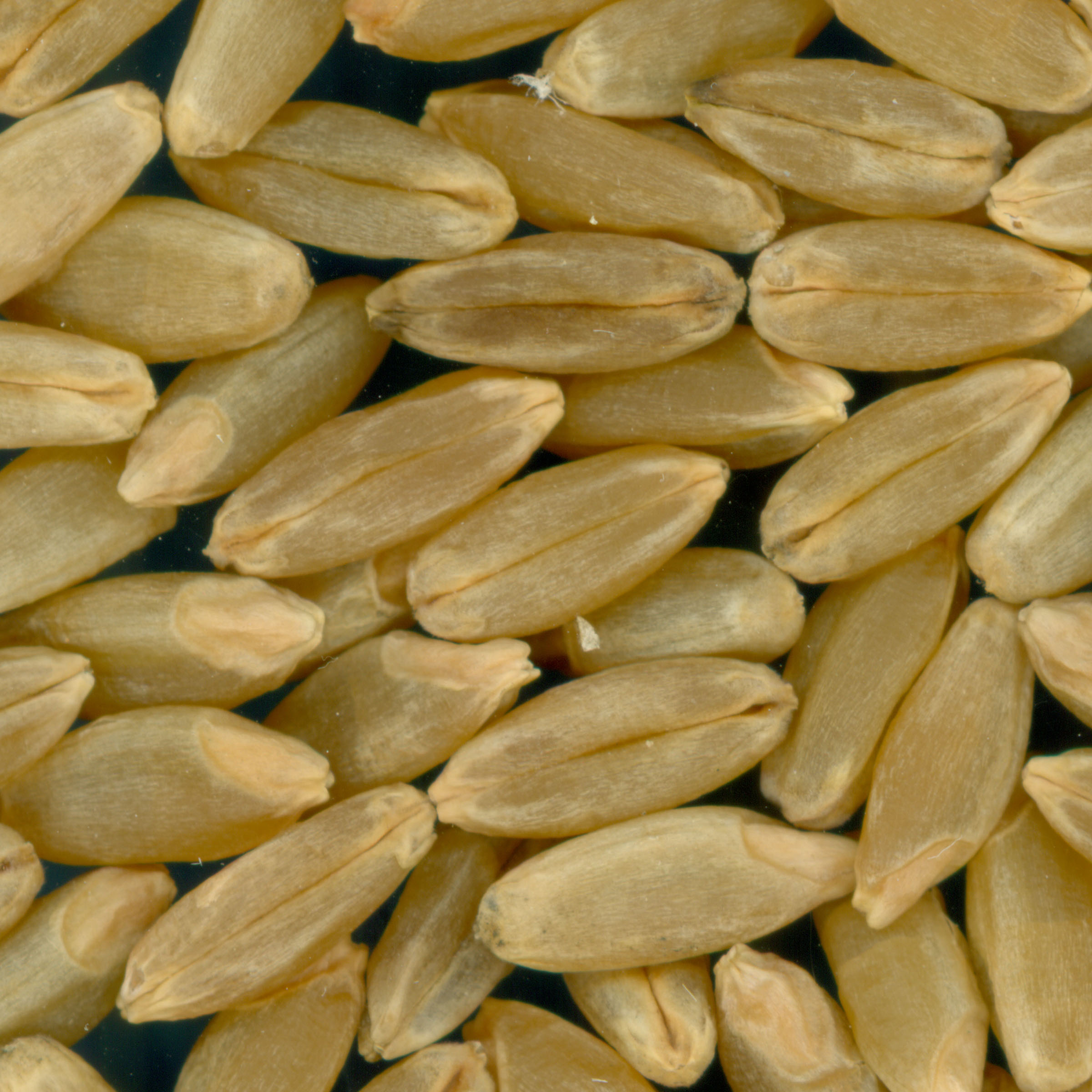 Click for 3 image(s) for this accession. KERNELS